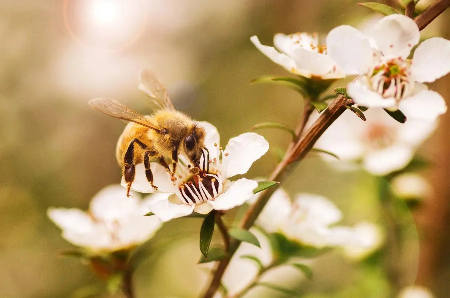 Abeille sur une fleur