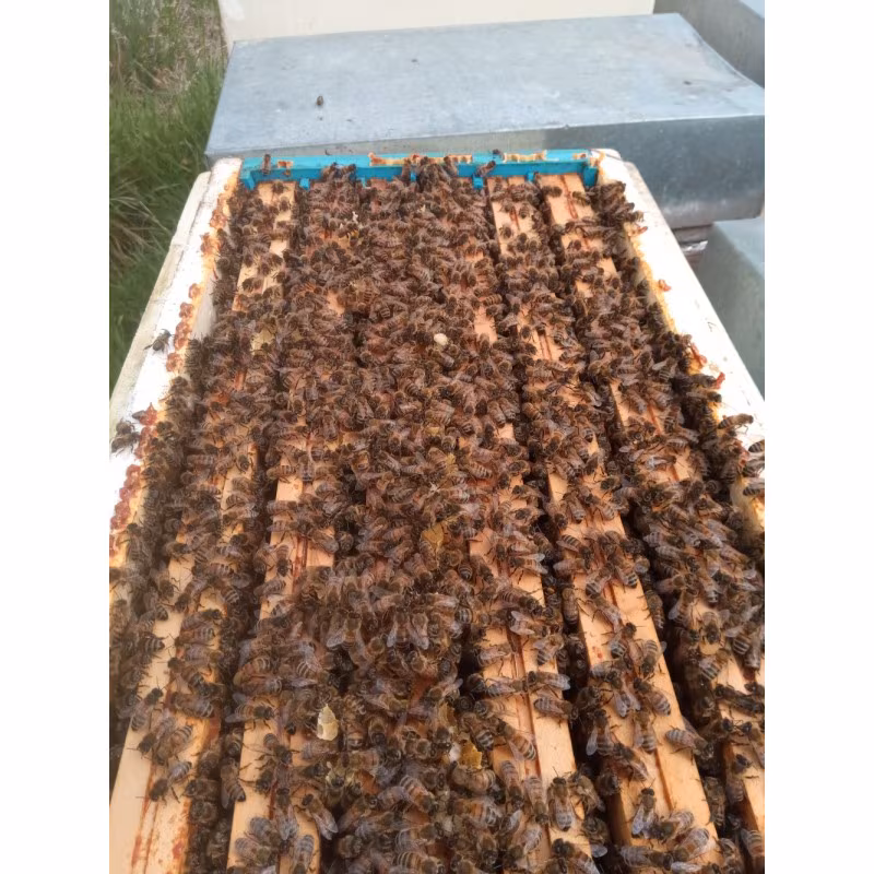 Essaim d'abeilles